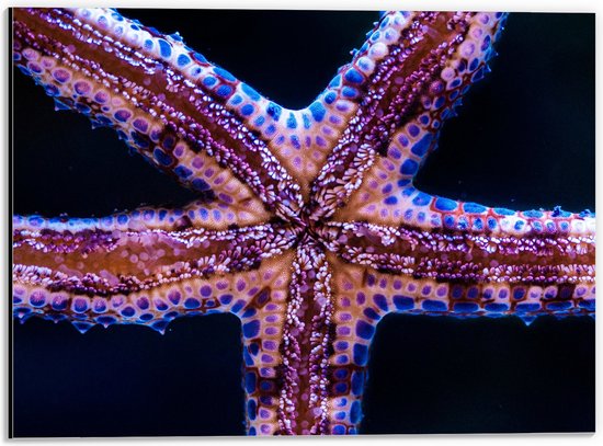 Dibond - Close-up van Zeester tegen Raam van Aquarium - 40x30 cm Foto op Aluminium (Wanddecoratie van metaal)