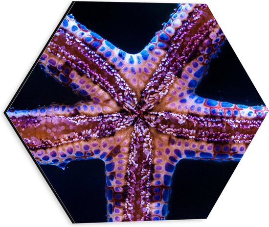 Dibond Hexagon - Close-up van Zeester tegen Raam van Aquarium - 30x26.1 cm Foto op Hexagon (Met Ophangsysteem)