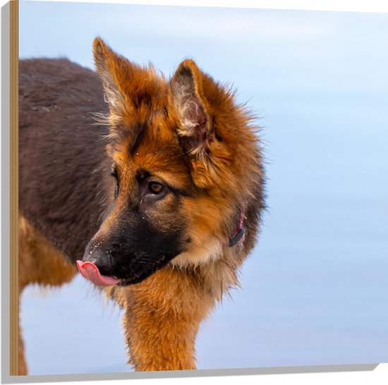 Hout Herdershond Puppy met Tong uit Mond 80x80 cm 9 mm dik Foto