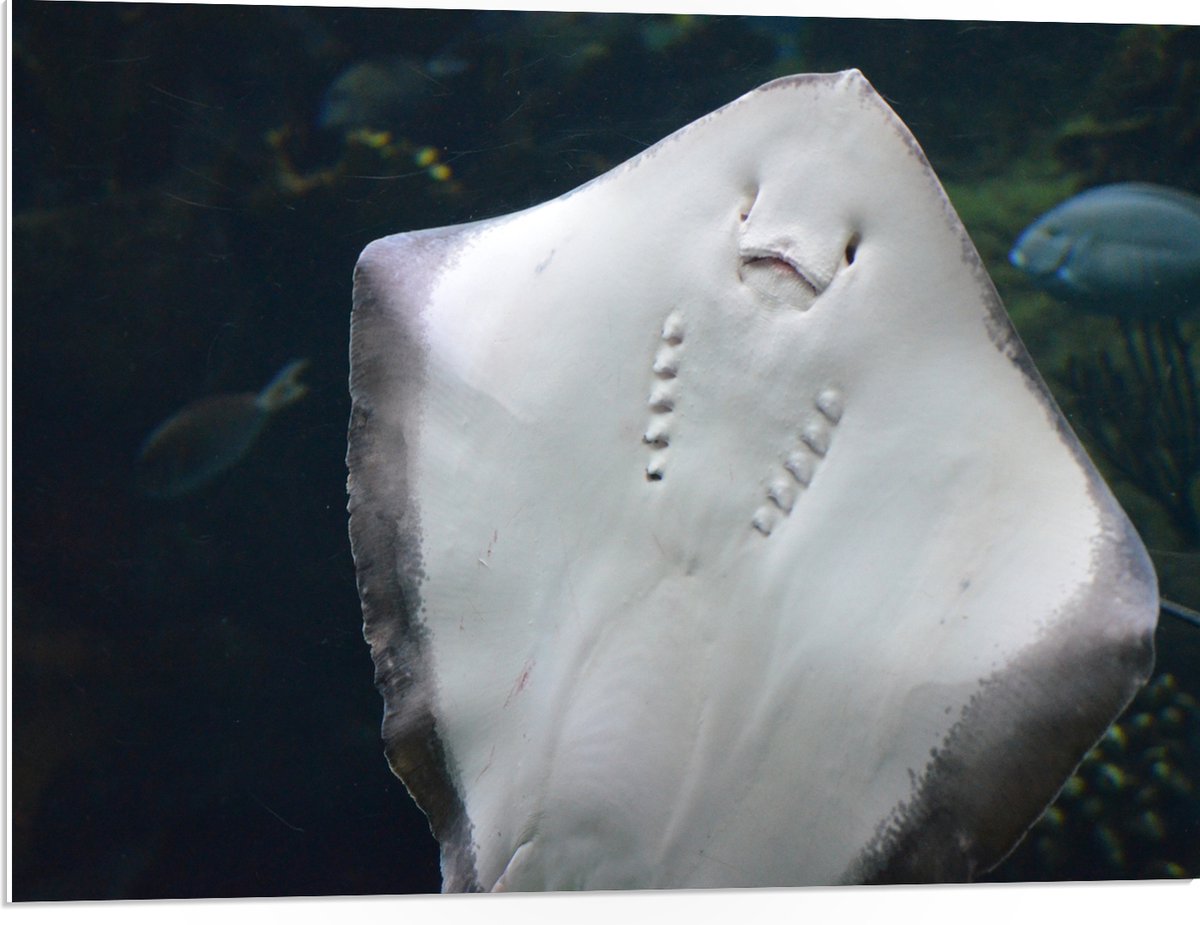 PVC Schuimplaat- Onderaanzicht van Rog zwemmend tegen Aquarium - 80x60 cm Foto op PVC Schuimplaat