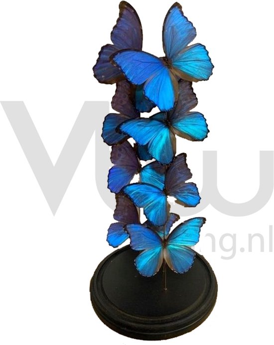 Opgezette Vlinders in Stolp - Vlinder In Glazen Stolp - Vlinderstolp Glas - Blauw - 60 cm