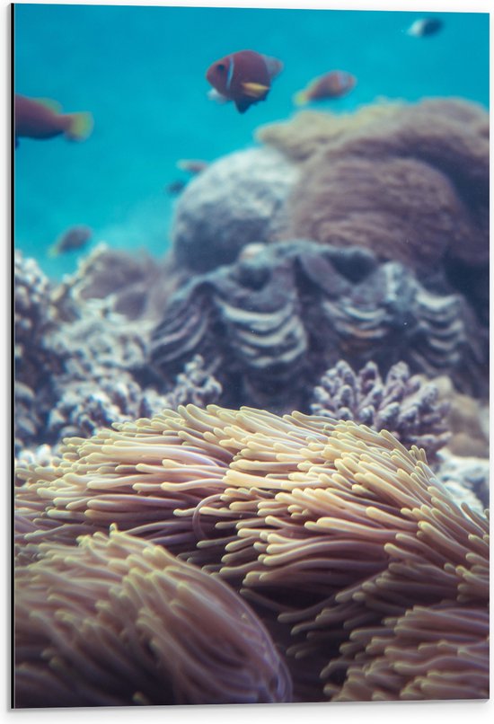Dibond - Oranjekleurige Vissen Zwemmend bij Verschillende Soorten Koaraal - 40x60 cm Foto op Aluminium (Wanddecoratie van metaal)