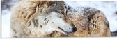 Dibond - Omkijkende Bruine Wolf liggend in Besneeuwd Bos - 90x30 cm Foto op Aluminium (Wanddecoratie van metaal)