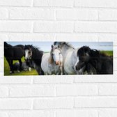 Muursticker - Kudde Wilde Paarden in Verschillende Kleuren onder Blauwe Lucht - 60x20 cm Foto op Muursticker