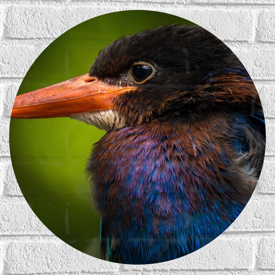 Muursticker Cirkel - Opzijkijkende IJsvogel en Kleurrijke Veren - 50x50 cm Foto op Muursticker