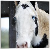 PVC Schuimplaat- Kop van Wit Paard met Zwarte Vlekken en Felblauwe Ogen - 50x50 cm Foto op PVC Schuimplaat