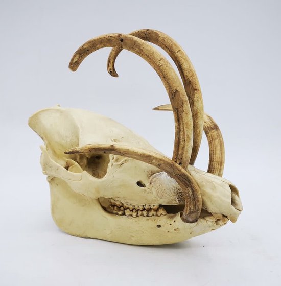 Preparatenshop replica cast schedel babiroesa