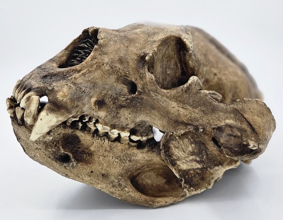 Preparatenshop replica cast schedel brilbeer