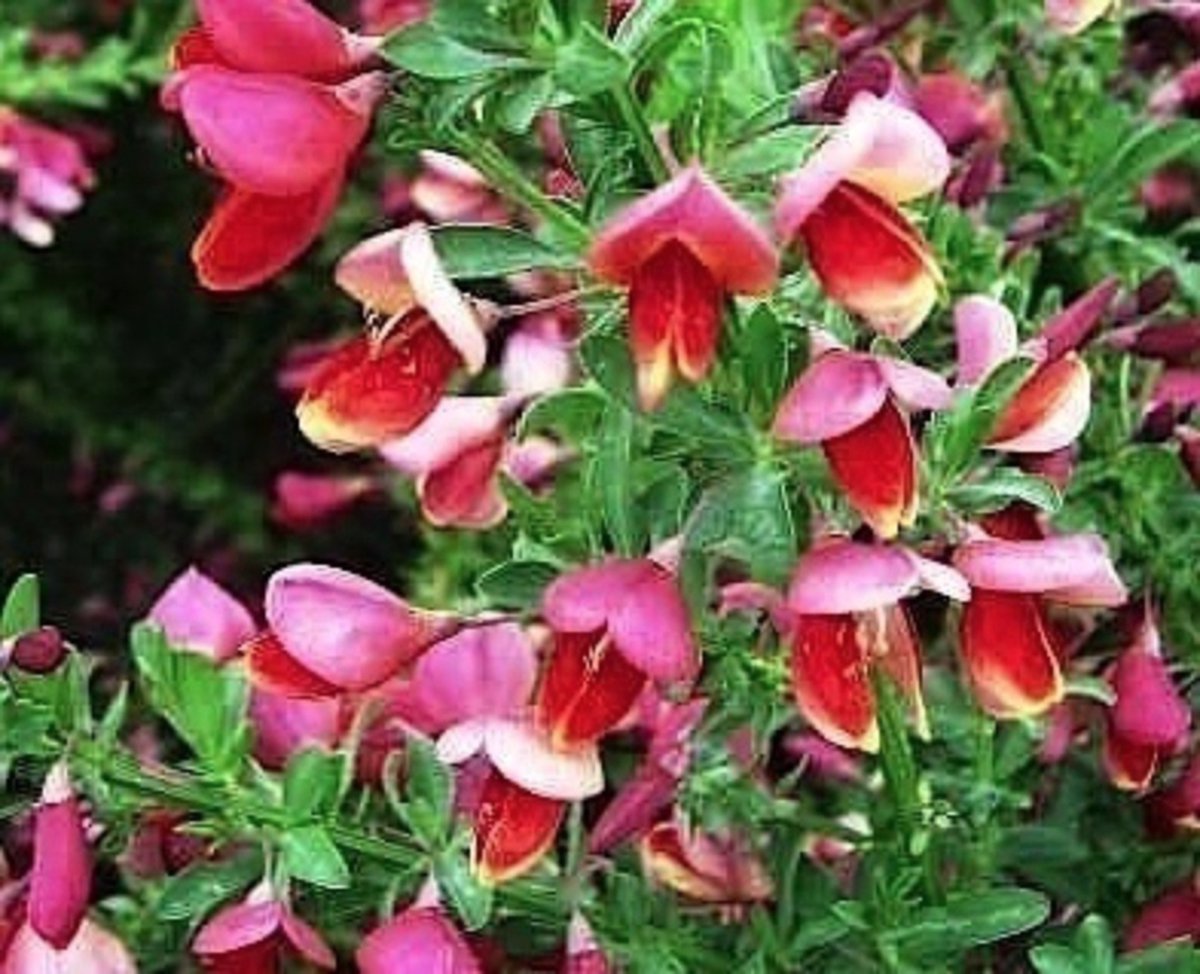Cytisus hollandia - Brem, Geitenklaver 40 - 60 cm in pot