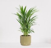 Areca in sierpot Liam Groen – luchtzuiverende kamerplant – eenvoudig te onderhouden Goudpalm - 55-70cm - Ø18 – geleverd met plantenpot – vers uit de kwekerij