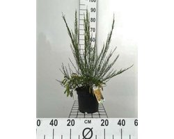 Cytisus scoparius 'Vanesse' - Brem 40 - 60 cm in pot
