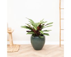 Calathea Lancifolia - 100cm