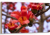 Hout - Rode Bloeiende Bloemen aan Indische kapokboom - 105x70 cm - 9 mm dik - Foto op Hout (Met Ophangsysteem)