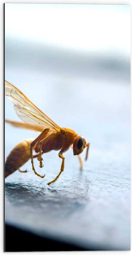 Dibond - Zijaanzicht van Geel Insect met Vleugels - 50x100 cm Foto op Aluminium (Met Ophangsysteem)