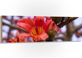 Hout - Rode Bloeiende Bloemen aan Indische kapokboom - 150x50 cm - 9 mm dik - Foto op Hout (Met Ophangsysteem)
