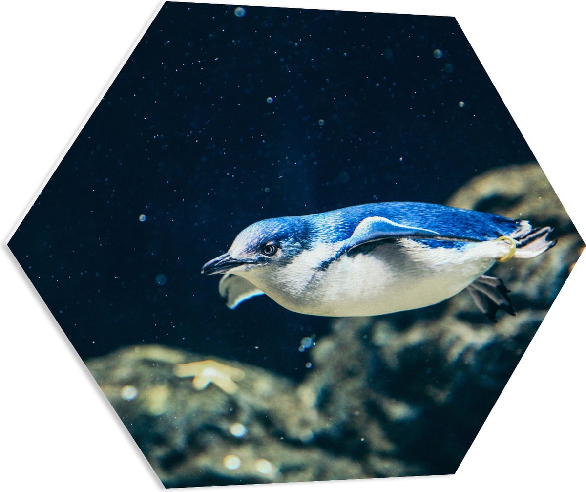 PVC Schuimplaat Hexagon - Zwemmende Blauwe Pingïun door Aquarium - 70x60.9 cm Foto op Hexagon (Met Ophangsysteem)