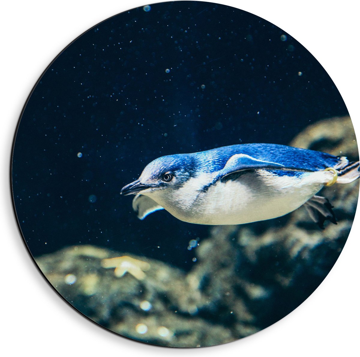 Dibond Muurcirkel - Zwemmende Blauwe Pingïun door Aquarium - 40x40 cm Foto op Aluminium Muurcirkel (met ophangsysteem)