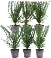 Plants by Frank | 1 strekkende meter Venijnboom haag | 6x Taxus baccata Ø12 cm - 20 cm | winterharde haagplanten | Groenblijvende haag | Tuinplanten | Planten