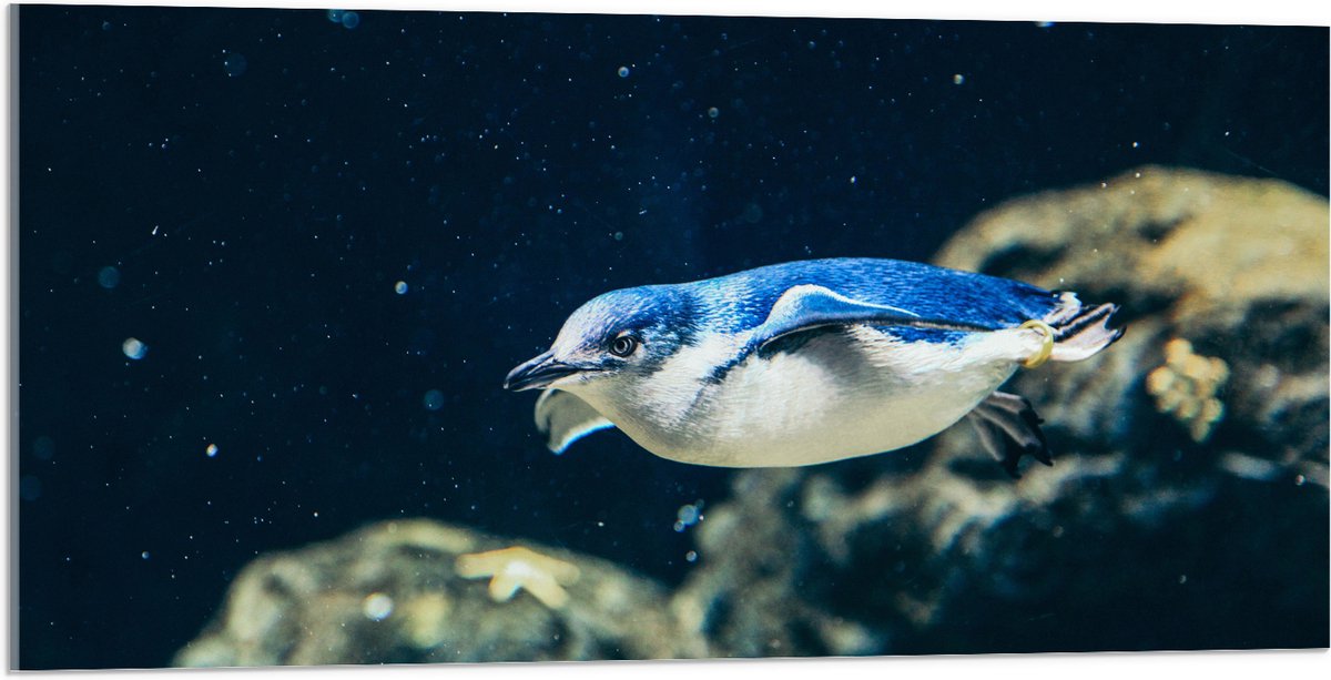 Acrylglas - Zwemmende Blauwe Pingïun door Aquarium - 100x50 cm Foto op Acrylglas (Met Ophangsysteem)