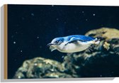 Hout - Zwemmende Blauwe Pingïun door Aquarium - 60x40 cm - 9 mm dik - Foto op Hout (Met Ophangsysteem)