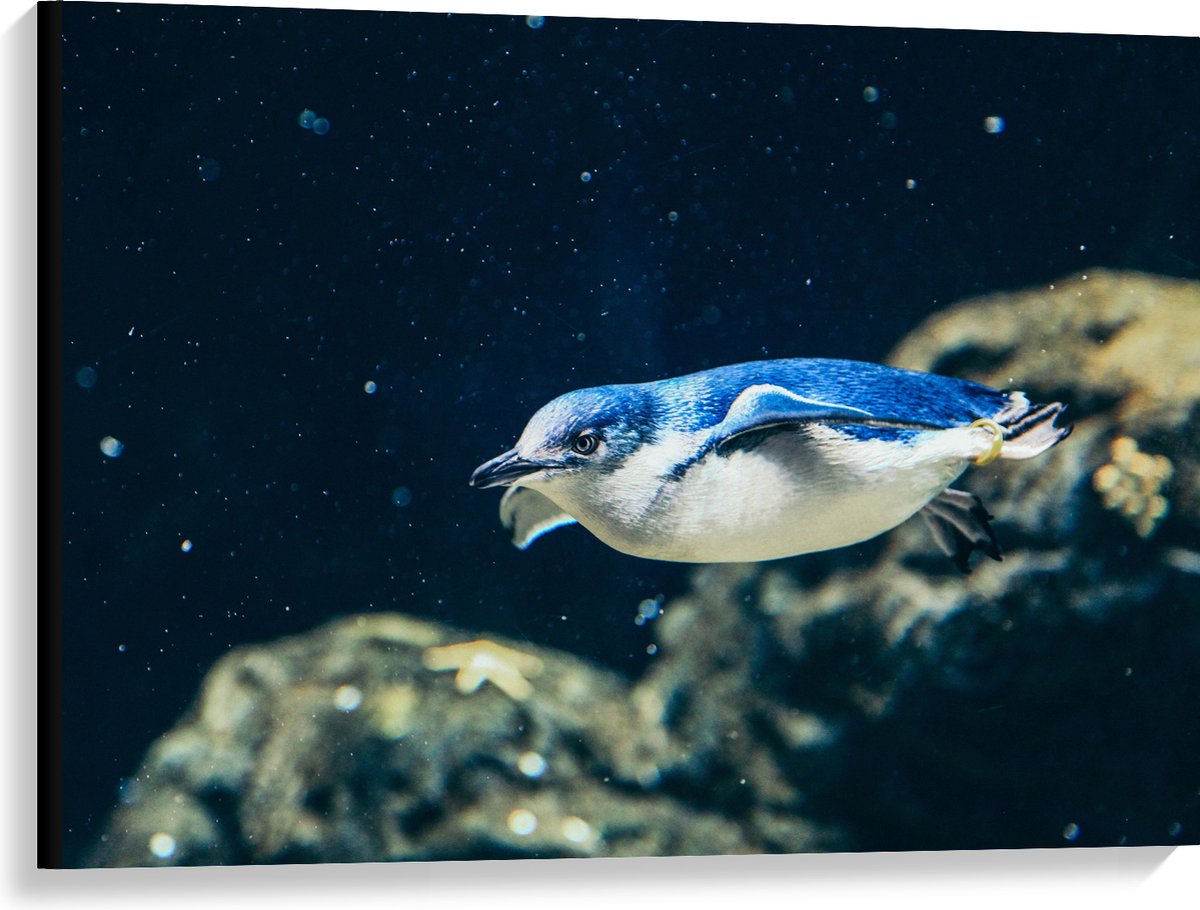 Canvas - Zwemmende Blauwe Pingïun door Aquarium - 100x75 cm Foto op Canvas Schilderij (Wanddecoratie op Canvas)