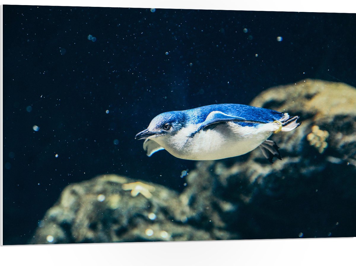 PVC Schuimplaat - Zwemmende Blauwe Pingïun door Aquarium - 105x70 cm Foto op PVC Schuimplaat (Met Ophangsysteem)