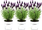 Plants by Frank - Set van 3 Franse lavendelplanten in sierpot 'Old Look' - 3 x Lavandula stoechas Anouk® 13 cm pot - Lavendelplant - Vers van de kwekerij Geleverd