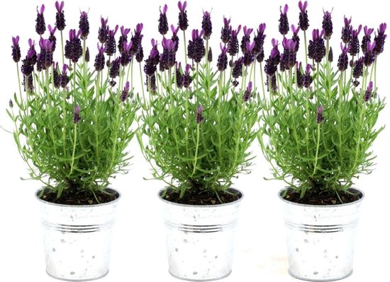 Plants by Frank - Set van 3 Franse lavendelplanten in sierpot 'Old Look' - 3 x Lavandula stoechas Anouk® 13 cm pot - lavendel slaapkamer - Vers van de kwekerij Geleverd