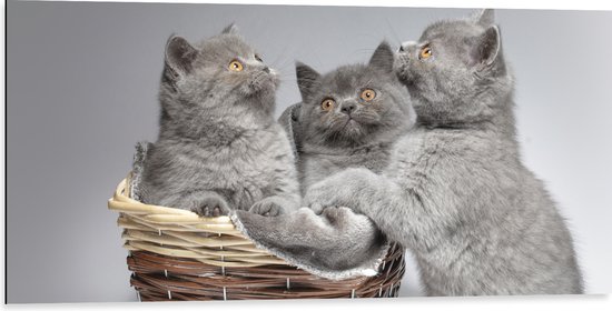 Dibond - Mandje Vol Grijze Britse Korthaar Kittens met Oranje Ogen - 100x50 cm Foto op Aluminium (Wanddecoratie van metaal)