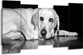 GroepArt - Canvas Schilderij - Hond - Wit, Grijs, Zwart - 150x80cm 5Luik- Groot Collectie Schilderijen Op Canvas En Wanddecoraties