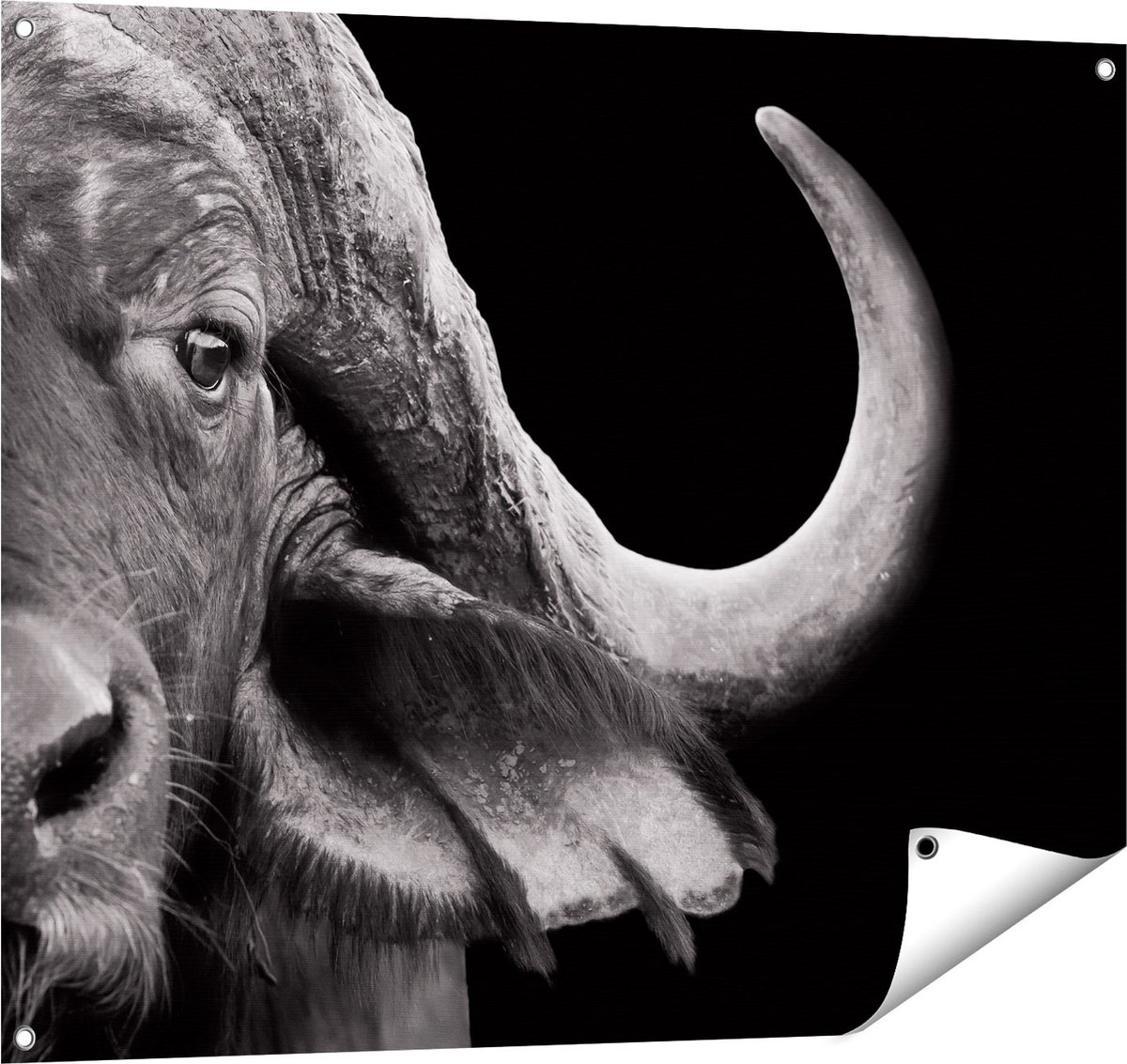 Gards Tuinposter Buffel - Buffelkop - Zwart Wit - 100x80 cm - Tuindoek - Tuindecoratie - Wanddecoratie buiten - Tuinschilderij Multikleur