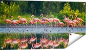 Gards Tuinposter Kudde Flamingo's op het Water - 100x50 cm - Tuindoek - Tuindecoratie - Wanddecoratie buiten - Tuinschilderij