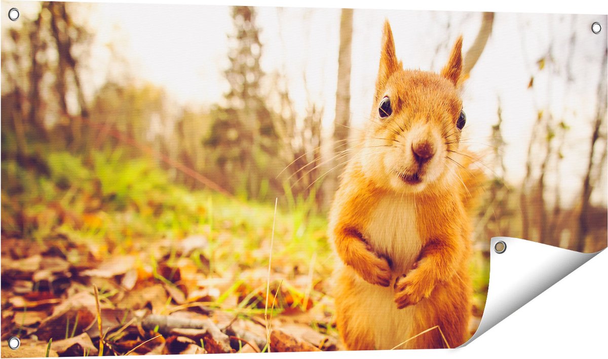 Gards Tuinposter Eekhoorn in het Bos tijdens de Herfst - 100x50 cm - Tuindoek - Tuindecoratie - Wanddecoratie buiten - Tuinschilderij Multikleur