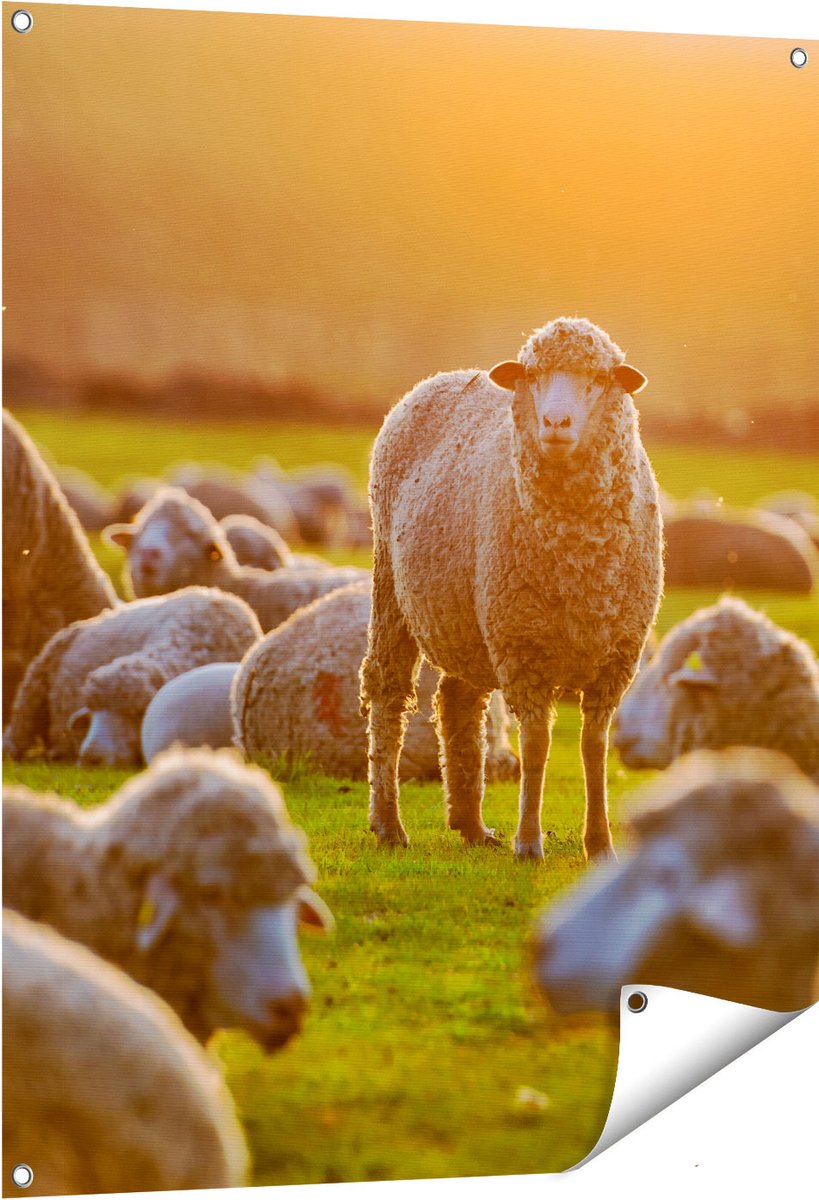 Gards Tuinposter Kudde Schapen bij Zonsondergang - 80x100 cm - Tuindoek - Tuindecoratie - Wanddecoratie buiten - Tuinschilderij Multikleur