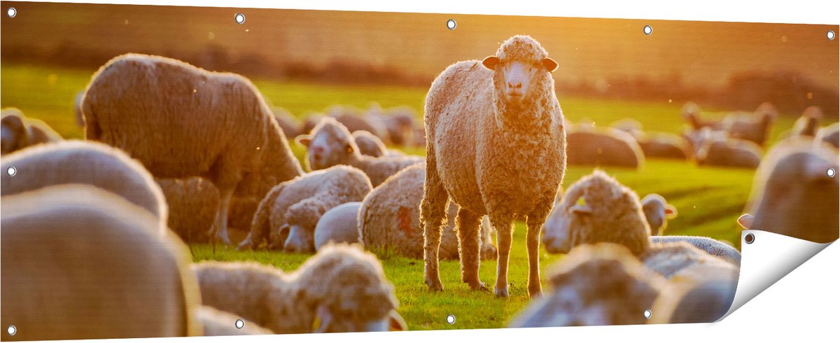 Gards Tuinposter Kudde Schapen bij Zonsondergang - 180x60 cm - Tuindoek - Tuindecoratie - Wanddecoratie buiten - Tuinschilderij Multikleur