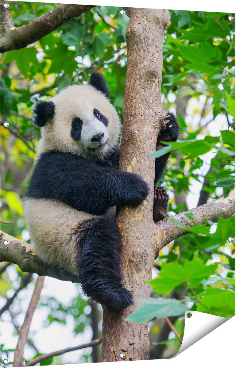 Gards Tuinposter Panda in de Bomen - 90x120 cm - Tuindoek - Tuindecoratie - Wanddecoratie buiten - Tuinschilderij Multikleur
