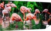 Gards Tuinposter Kudde Flamingo's in de Jungle in het Water - 200x100 cm - Tuindoek - Tuindecoratie - Wanddecoratie buiten - Tuinschilderij