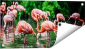 Gards Tuinposter Kudde Flamingo's in de Jungle in het Water - 60x30 cm - Tuindoek - Tuindecoratie - Wanddecoratie buiten - Tuinschilderij