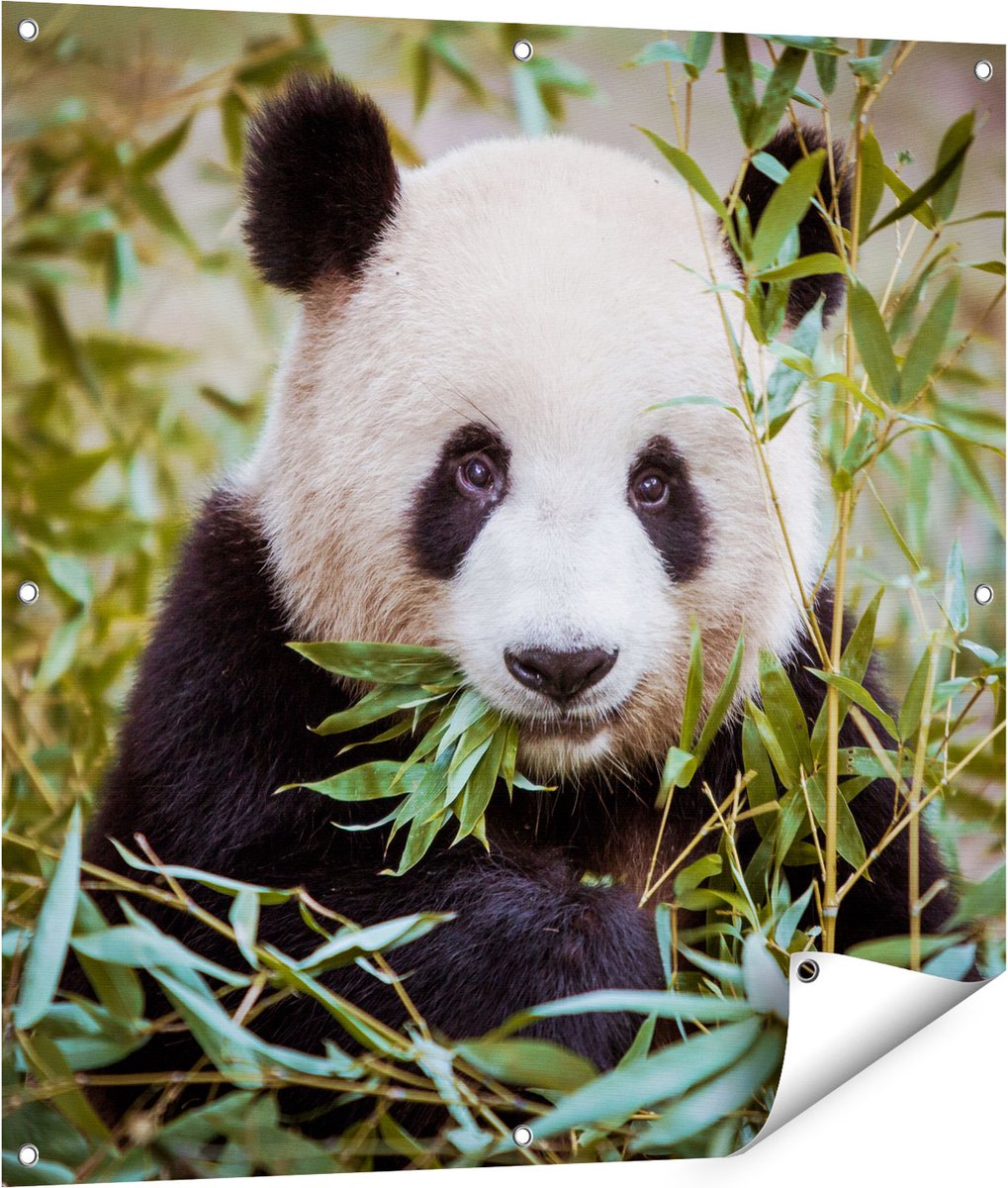 Gards Tuinposter Panda Eet Planten - 90x90 cm - Tuindoek - Tuindecoratie - Wanddecoratie buiten - Tuinschilderij Multikleur