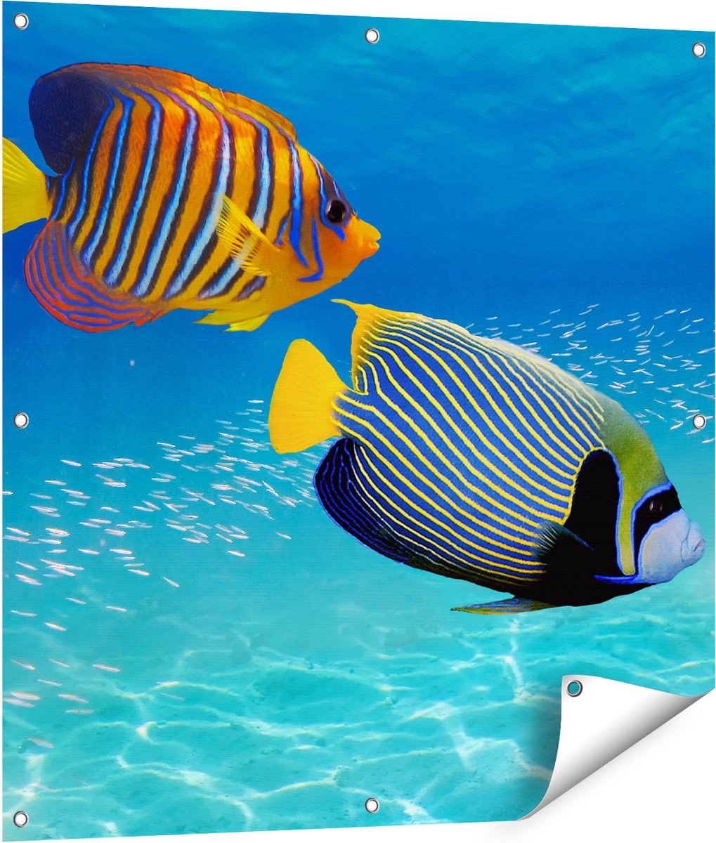 Gards Tuinposter Twee Tropische Vissen in de Rode Zee - 90x90 cm - Tuindoek - Tuindecoratie - Wanddecoratie buiten - Tuinschilderij Multikleur