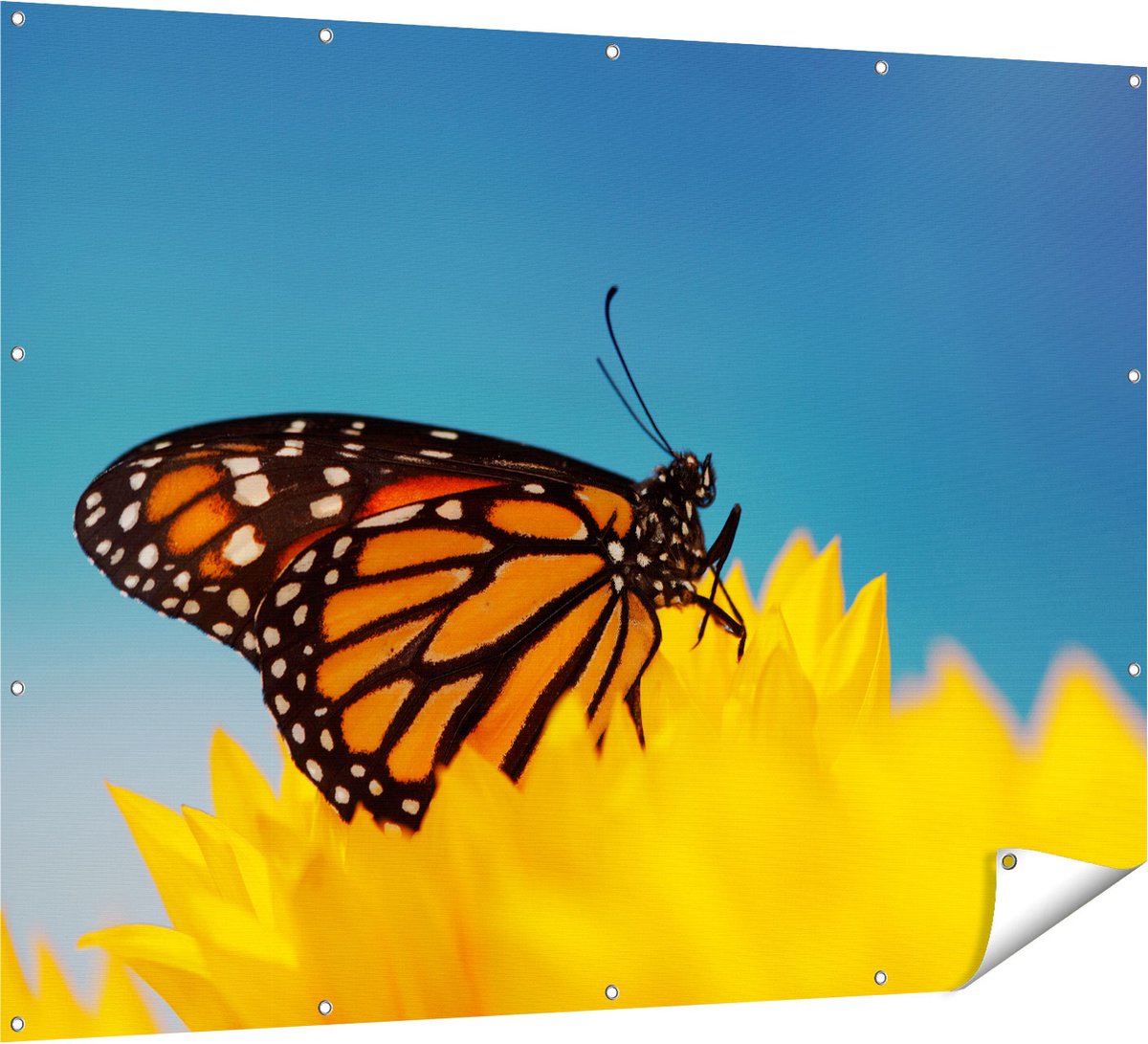 Gards Tuinposter Oranje Vlinder bij een Zonnebloem - 160x120 cm - Tuindoek - Tuindecoratie - Wanddecoratie buiten - Tuinschilderij Multikleur
