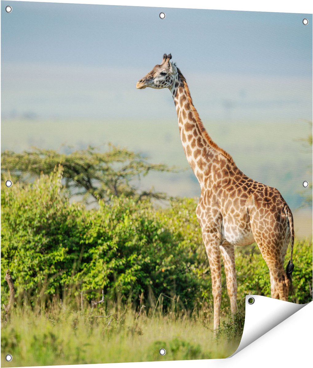 Gards Tuinposter Giraffe in het Wild tussen de Struiken - 90x90 cm - Tuindoek - Tuindecoratie - Wanddecoratie buiten - Tuinschilderij Multikleur