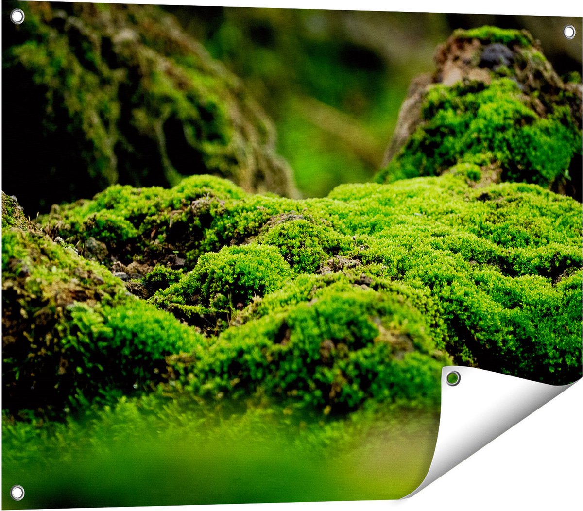 Gards Tuinposter Groen Mos - 80x60 cm - Tuindoek - Tuindecoratie - Wanddecoratie buiten - Tuinschilderij Multikleur