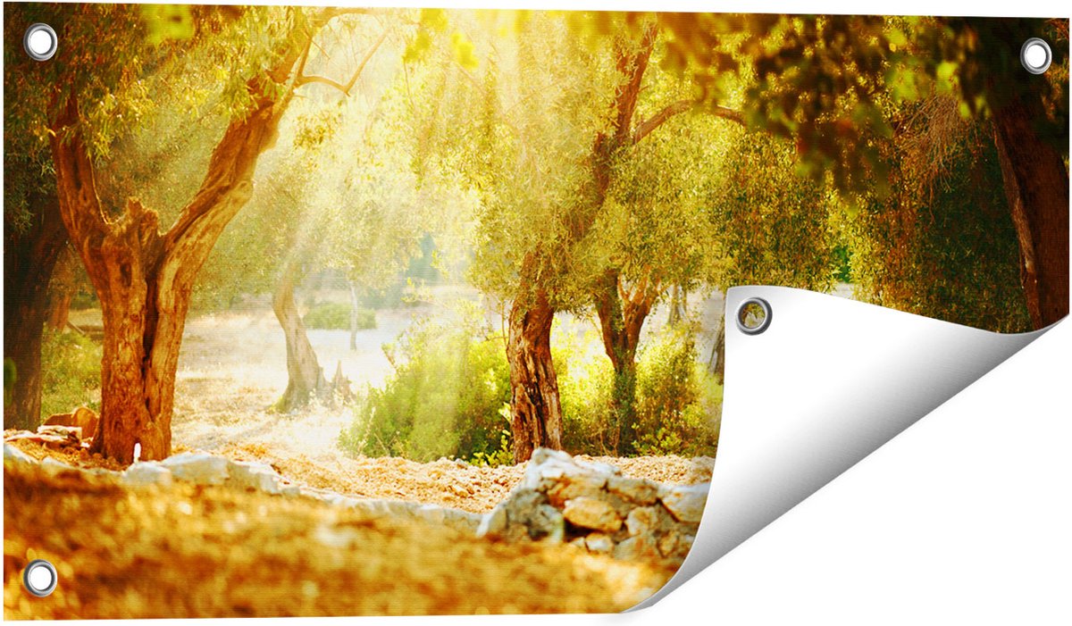 Gards Tuinposter Olijfbomen - Olijfboomgaard - 60x30 cm - Tuindoek - Tuindecoratie - Wanddecoratie buiten - Tuinschilderij Multikleur