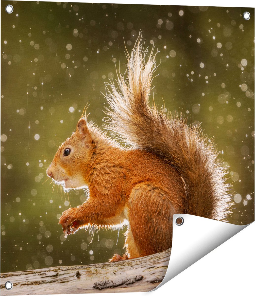 Gards Tuinposter Eekhoorn in de Regen - 60x60 cm - Tuindoek - Tuindecoratie - Wanddecoratie buiten - Tuinschilderij Multikleur