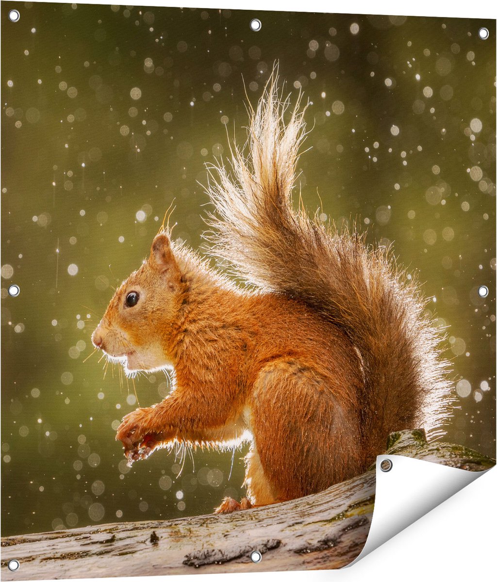 Gards Tuinposter Eekhoorn in de Regen - 80x80 cm - Tuindoek - Tuindecoratie - Wanddecoratie buiten - Tuinschilderij Multikleur