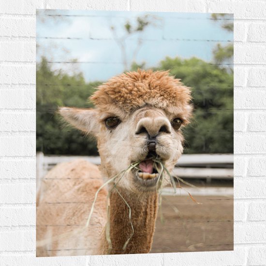Foto: Muursticker lama kauwend op gras in de wei 60x80 cm foto op muursticker