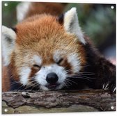 Tuinposter – Liggende Rode Panda met Grote Klauwen op Boomstronk - 80x80 cm Foto op Tuinposter (wanddecoratie voor buiten en binnen)