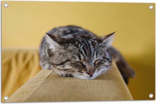 Tuinposter – Liggende Bruine Kat op Leuning van Bank - 75x50 cm Foto op Tuinposter (wanddecoratie voor buiten en binnen)
