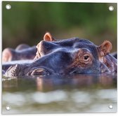 Tuinposter – Nijlpaarden Zwemmend aan het Wateroppervlak - 50x50 cm Foto op Tuinposter (wanddecoratie voor buiten en binnen)